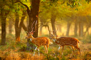 Bondla Wildlife Sanctuary Taxi Tour Goa